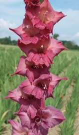 Gladiol Švestková nálada